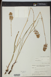 Stenanthium densum image