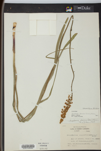 Stenanthium densum image