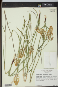 Stenanthium densum image