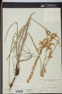 Stenanthium gramineum image