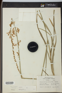 Stenanthium gramineum image