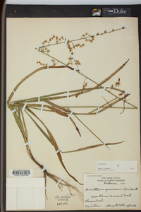 Stenanthium gramineum image