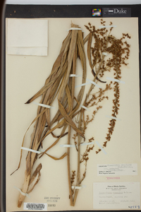 Stenanthium gramineum image