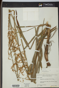 Stenanthium gramineum image