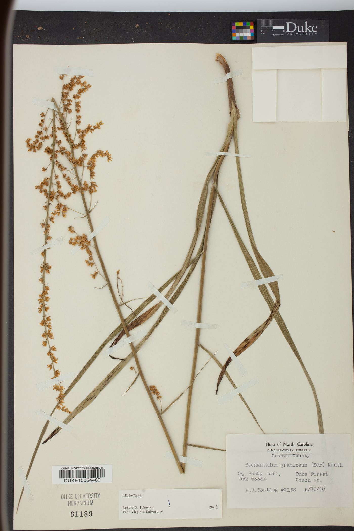 Stenanthium gramineum image