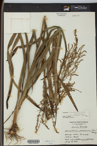 Stenanthium gramineum image