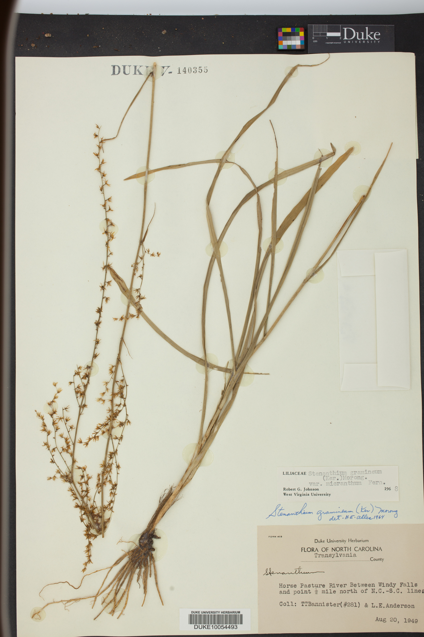 Stenanthium gramineum image