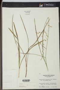 Stenanthium gramineum image