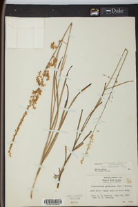 Stenanthium gramineum image