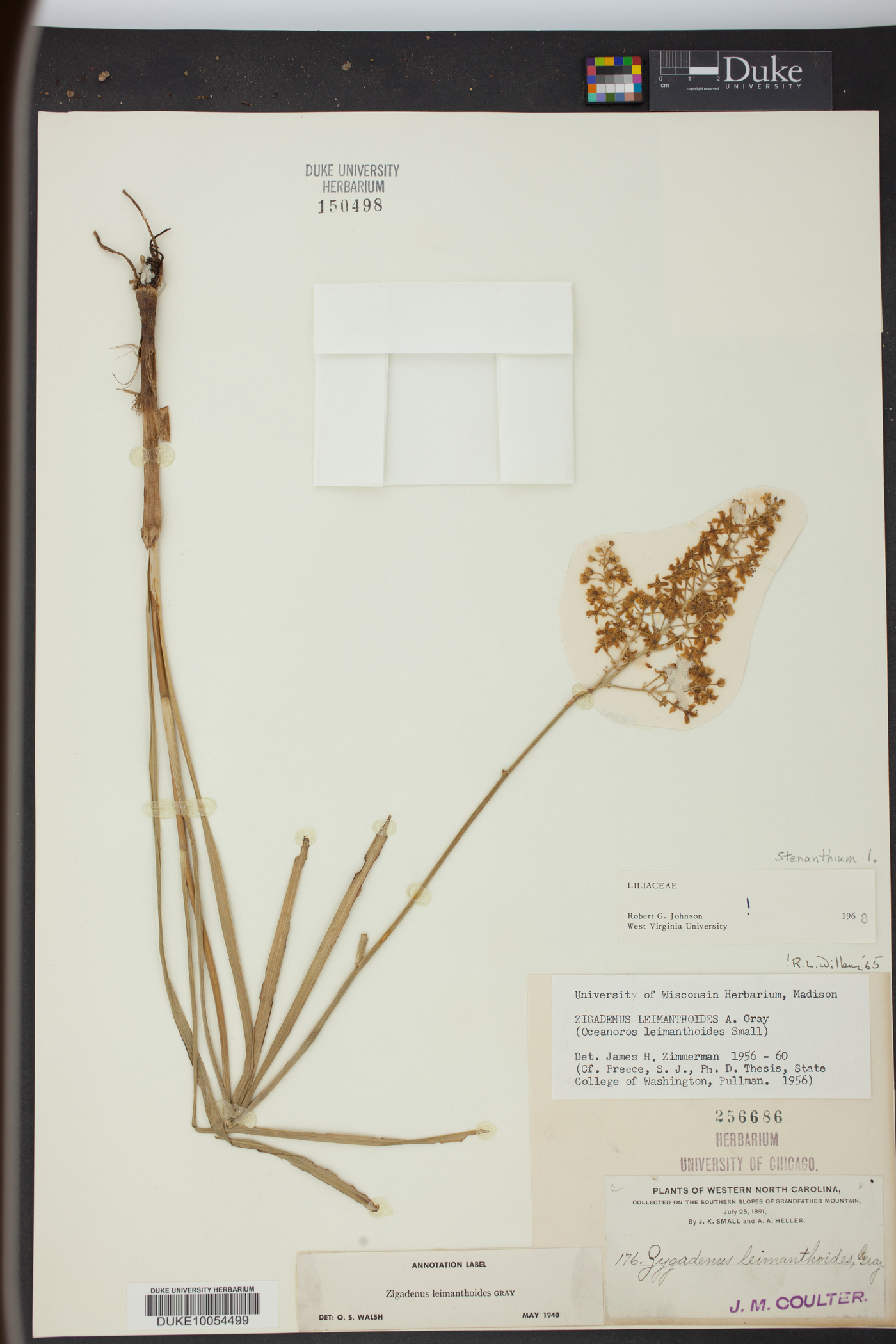 Stenanthium densum image