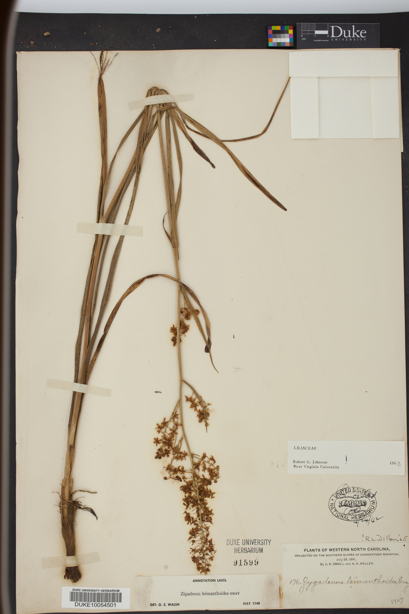 Stenanthium densum image