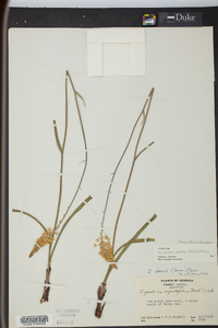 Stenanthium densum image