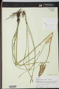 Stenanthium densum image