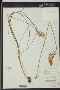 Stenanthium densum image