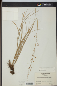 Stenanthium gramineum image