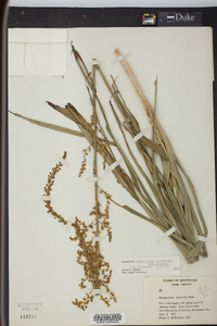 Stenanthium gramineum image