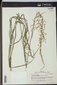 Stenanthium gramineum image