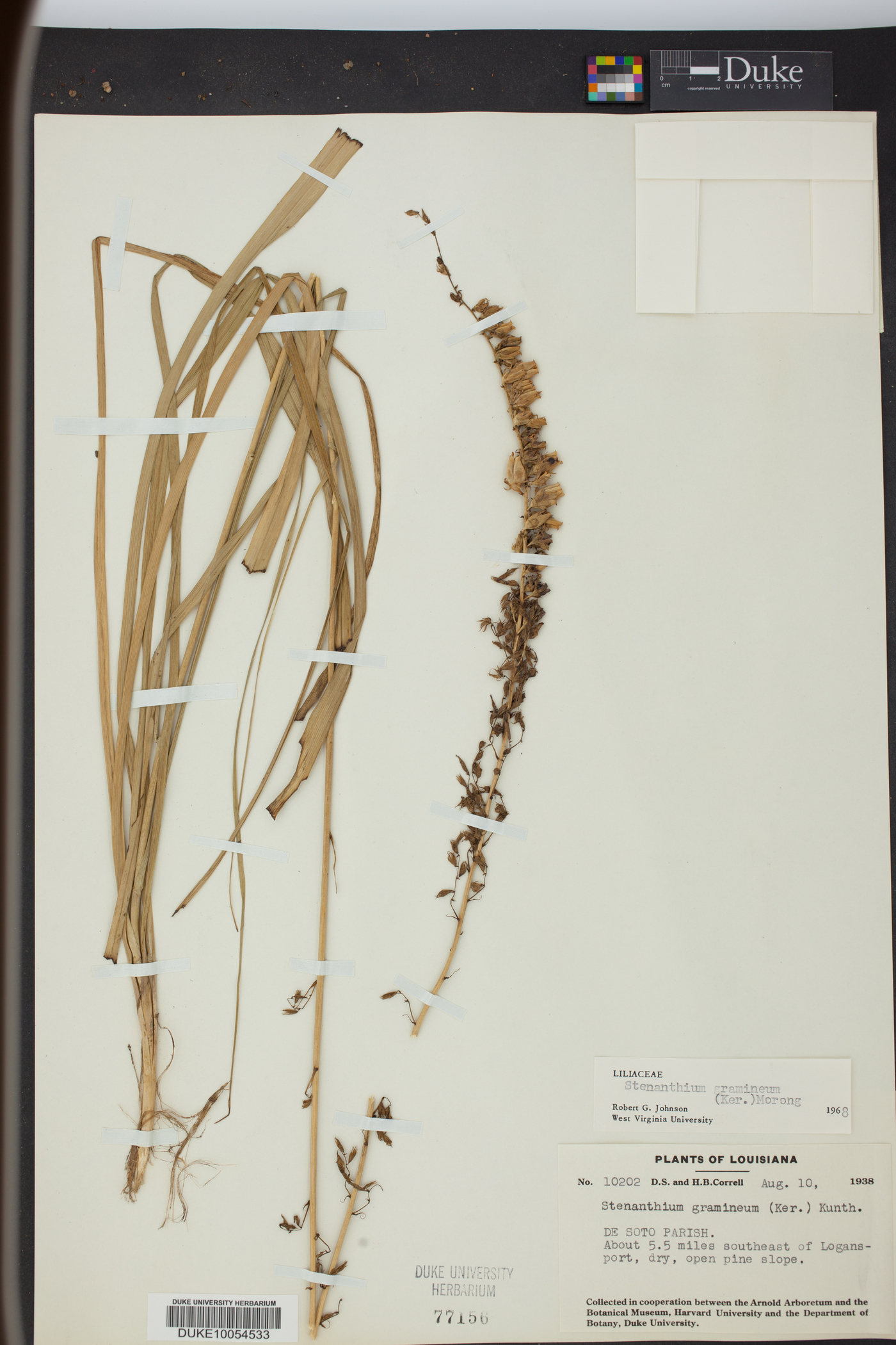 Stenanthium gramineum image
