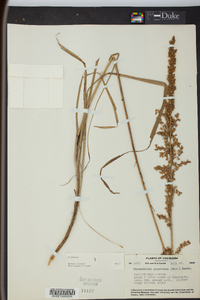 Stenanthium gramineum image