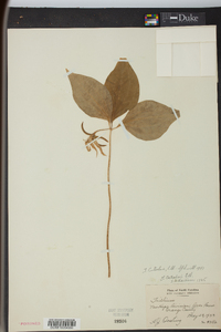 Trillium catesbaei image