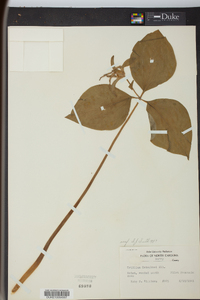 Trillium catesbaei image