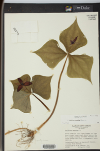 Trillium erectum image