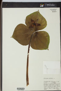 Trillium erectum image