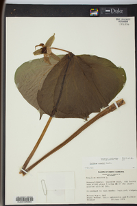 Trillium rugelii image