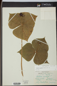 Trillium sulcatum image