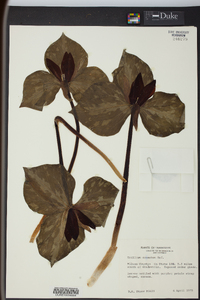 Trillium cuneatum image