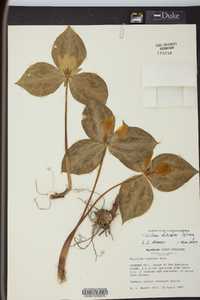 Trillium discolor image