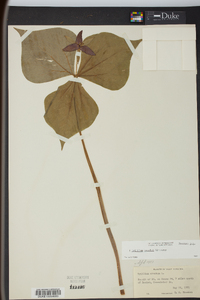 Trillium erectum image