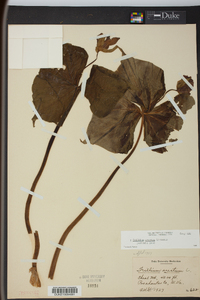 Trillium erectum image