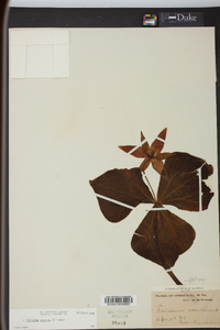 Trillium erectum image