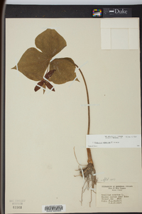 Trillium erectum image