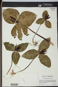 Trillium foetidissimum image