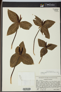 Trillium foetidissimum image