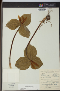 Trillium luteum image