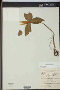 Trillium luteum image