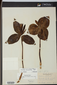 Trillium maculatum image