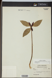 Trillium recurvatum image