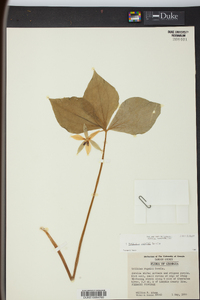 Trillium rugelii image