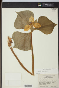 Trillium rugelii image