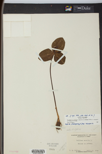 Trillium sessile image