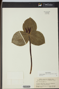 Trillium sessile image