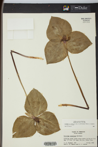 Trillium stamineum image