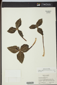 Trillium stamineum image