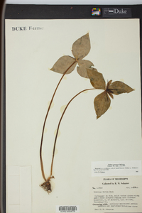 Trillium stamineum image