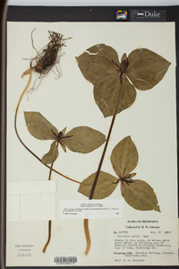 Trillium stamineum image