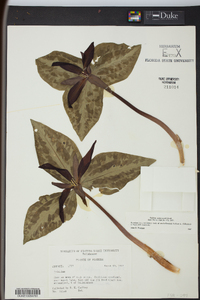 Trillium underwoodii image